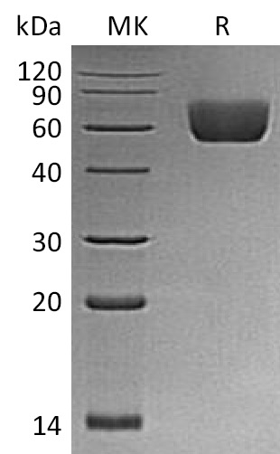 Валидация Elabscience PKSM041354(5248)