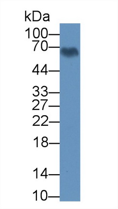 12811