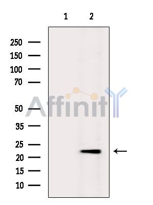 Валидация Affinity DF15494 - 11867