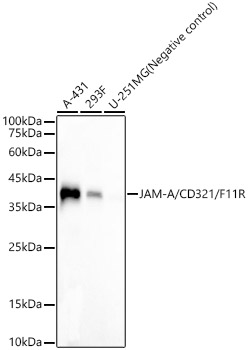 A22758, вестерн-блоттинг, различные лизаты (19326)