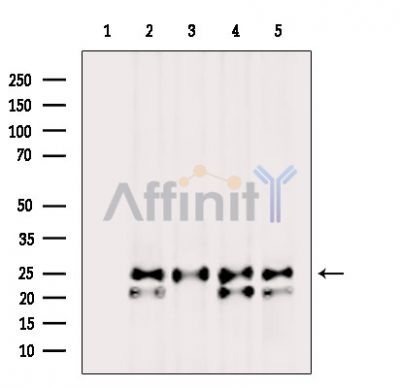 Валидация Affinity DF4158 - 15481