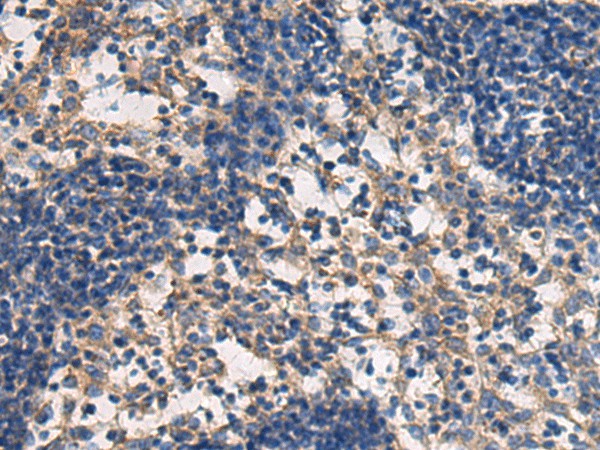 Валидация Elabscience E-AB-17890