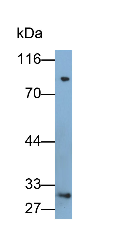32566