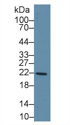 9979