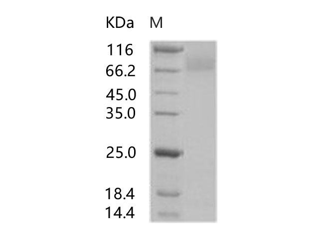 Валидация Elabscience PKSV030189(5966)