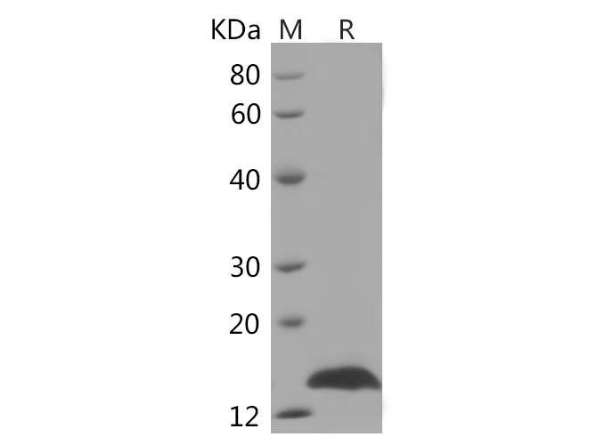 Валидация Elabscience PDMH100359(968)