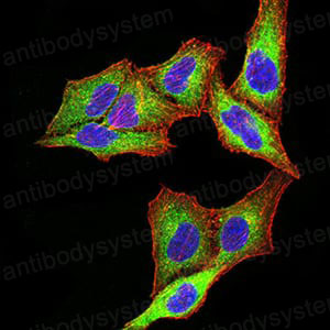 Валидация IF - AntibodySystem RHD27501