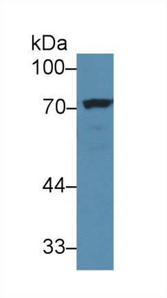 9976