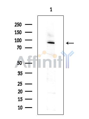 Валидация Affinity DF9319 - 21787