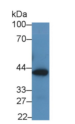 52570