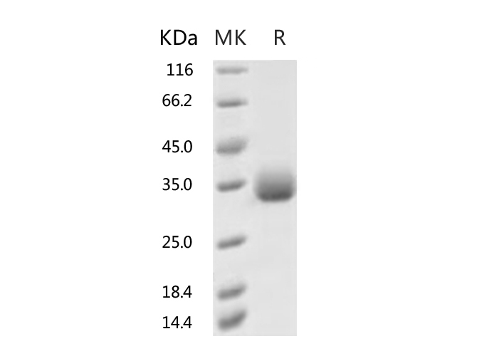 Валидация Elabscience PKSR030526(5843)