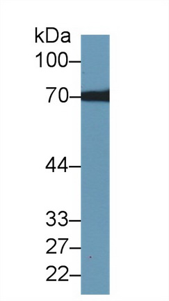 10356