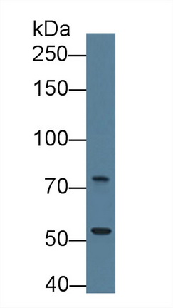 12743
