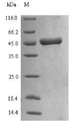 SDS-PAGE