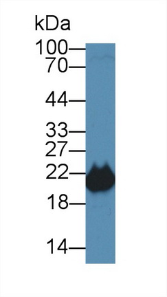 14184