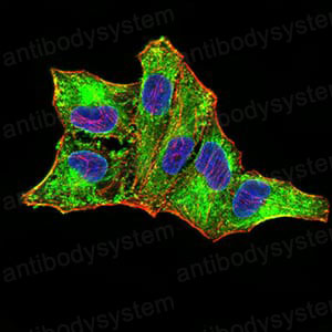 Валидация IF - AntibodySystem RHB74602