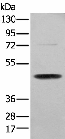 Валидация Elabscience E-AB-53454