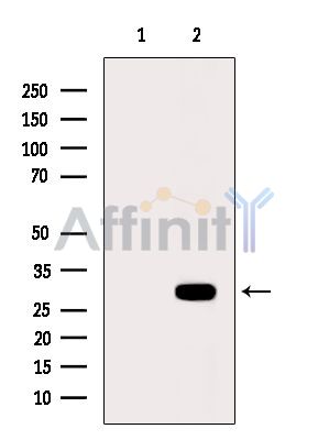Валидация Affinity DF9677 - 22442