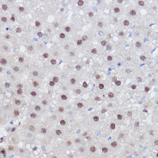 Валидация Elabscience E-AB-61045