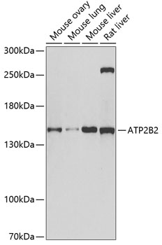 Валидация Elabscience E-AB-61379
