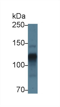 12736