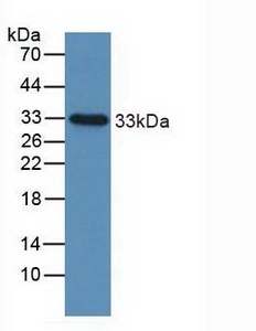5257