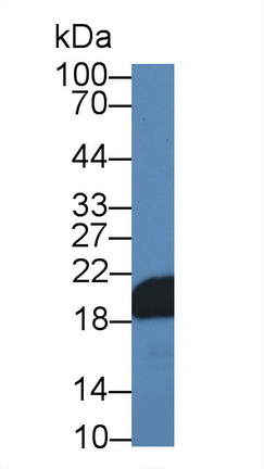 14094