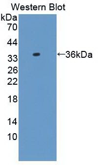 57534