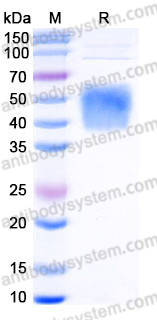 EHJ52602, SDS-PAGE