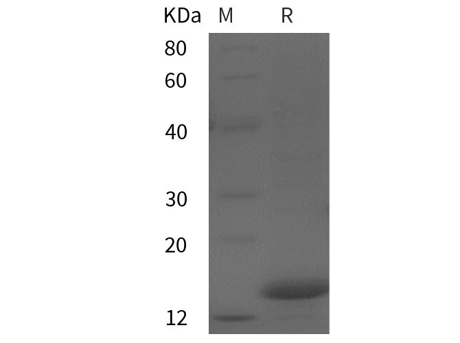 Валидация Elabscience PDEM100256(588)