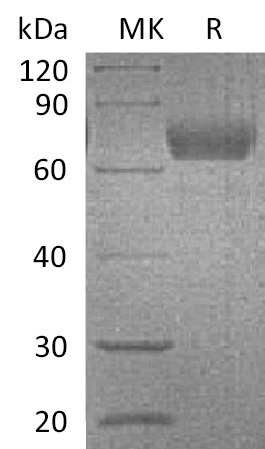 Валидация Elabscience PKSM041368(5262)