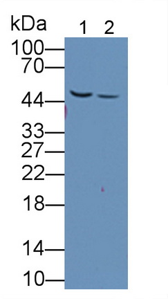 11918