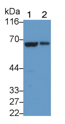 21382