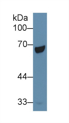 12054