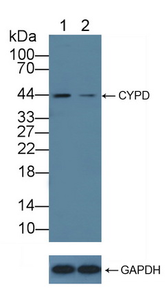 12136