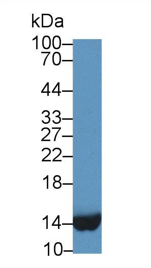 11678
