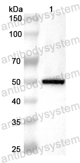 Валидация AntibodySystem PHB63401