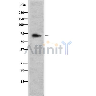 Валидация Affinity DF8616 - 20540