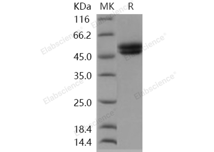 Валидация Elabscience PKSH031055(1852)