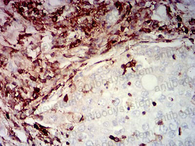 Валидация AntibodySystem RHC34006 (929)