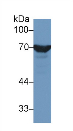 13263