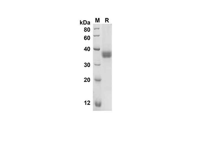 Валидация Elabscience PDMH100256(879)