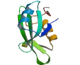 Breast And Kidney Expressed Chemokine (BRAK)