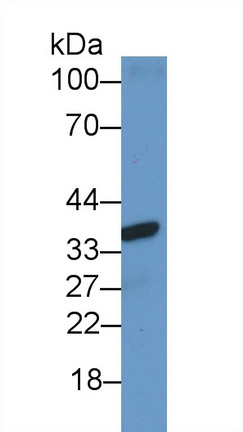 64548