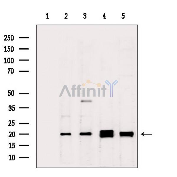 Валидация Affinity DF3703 - 14737