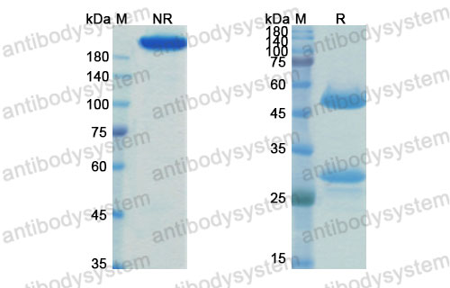 Валидация SDS-PAGE - AntibodySystem DHK09001