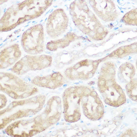 Валидация Elabscience E-AB-92482