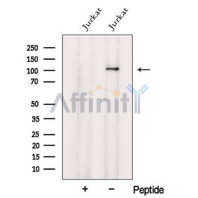 Валидация Affinity DF12791 - 7483