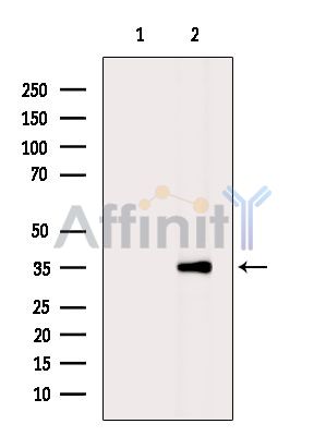 Валидация Affinity DF5203 - 17191
