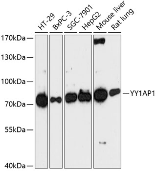 Валидация Elabscience E-AB-64456